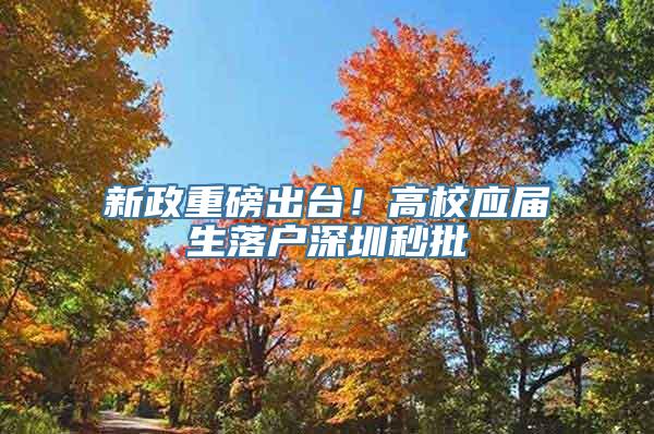 新政重磅出台！高校应届生落户深圳秒批