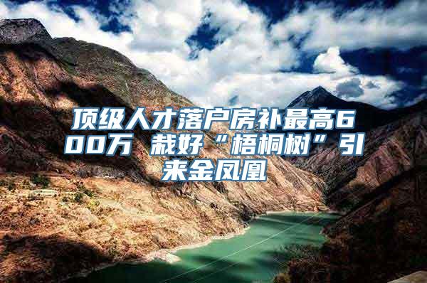 顶级人才落户房补最高600万 栽好“梧桐树”引来金凤凰