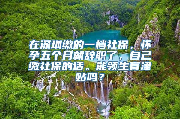 在深圳缴的一档社保，怀孕五个月就辞职了，自己缴社保的话。能领生育津贴吗？