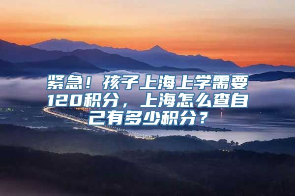 紧急！孩子上海上学需要120积分，上海怎么查自己有多少积分？